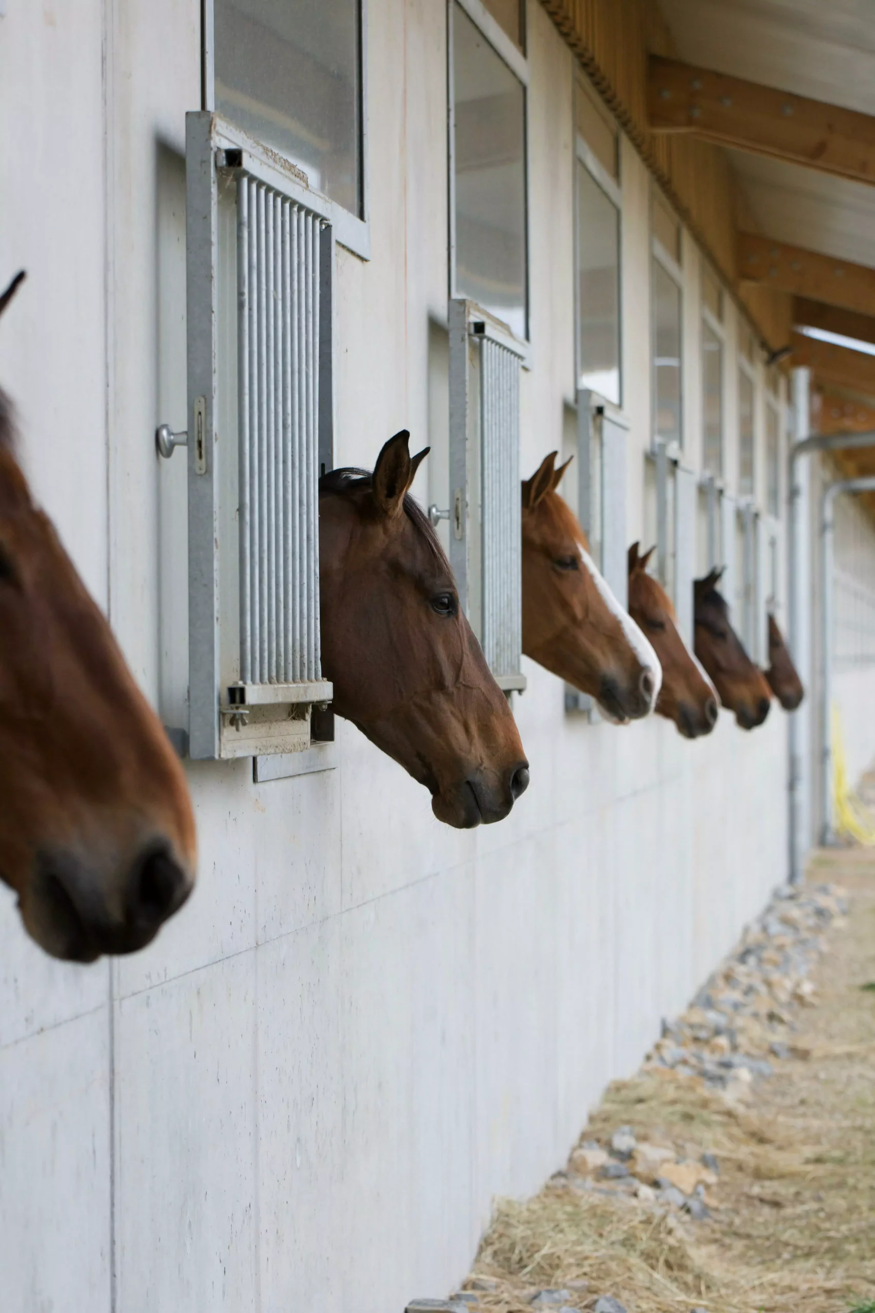 LS Jumping home slide